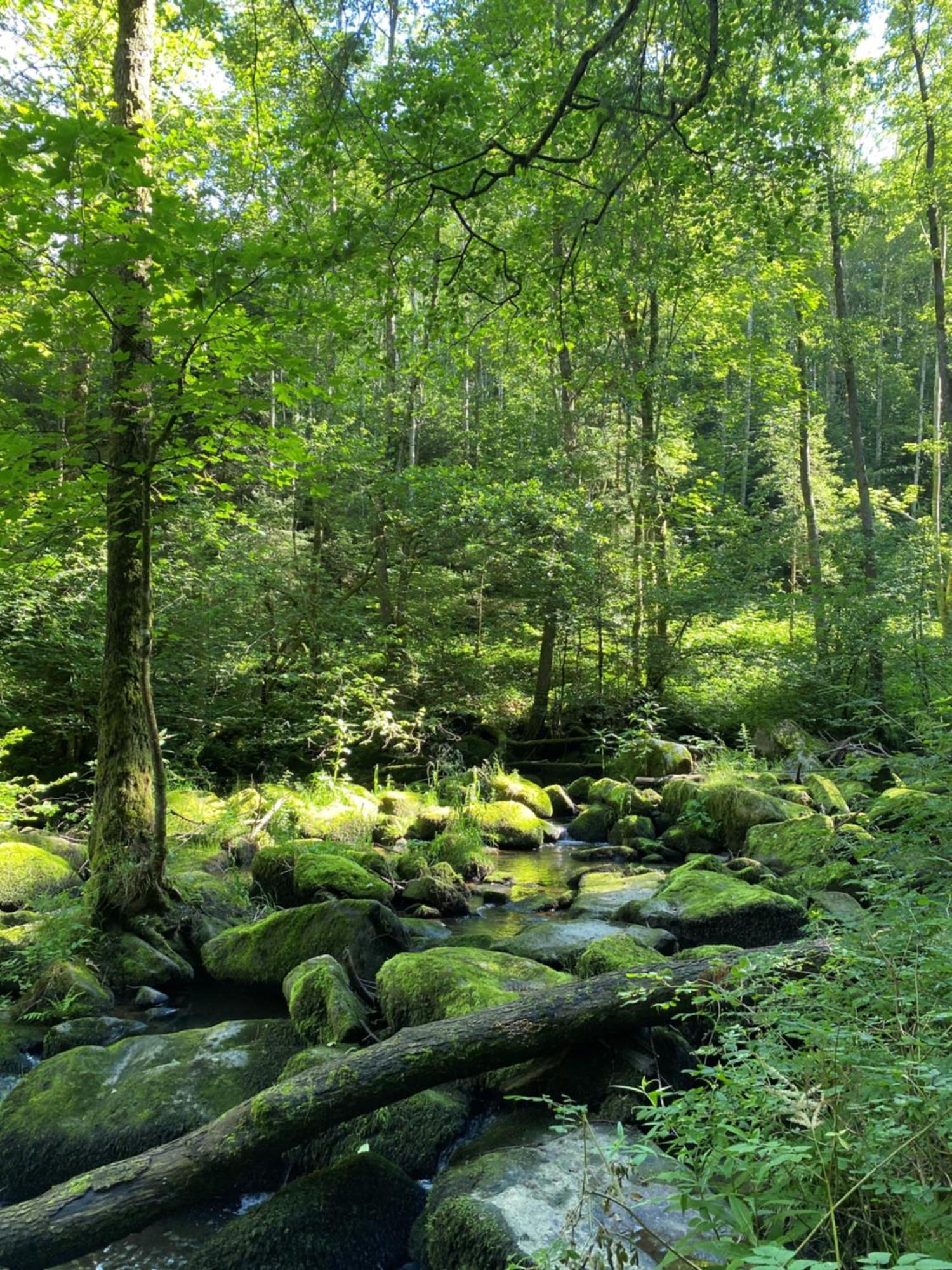 Ferienwohnung Zauberwald Waldkirchen Exteriör bild